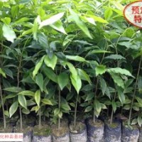 廣西沉香種苗批發(fā)，廣西沉香苗價格