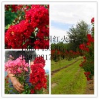 正品美國紅火箭，紅火球