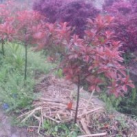 紅葉石楠