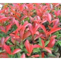 供應紅葉石楠苗，紅葉石楠球，紅葉石楠營養(yǎng)杯大苗，小苗