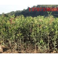 湖南桂花樹