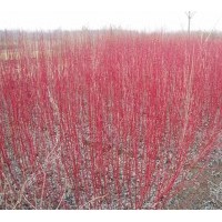 大量供應(yīng)紅瑞木，連球，衛(wèi)矛，扶芳藤，龍柏等苗木