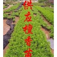 檀香苗_印度檀香苗_印度檀香樹(shù)苗
