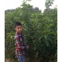 青峰苗木基地供應(yīng)2-10公分竹柳、櫻花當(dāng)年苗
