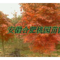 紅楓，櫻花，海棠，雞爪槭，日本紅楓，美國紅楓