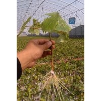 濟寧大量出售海棠2到3公分，法桐，白臘，國槐，欒樹等小苗