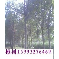 楸樹，楸樹苗，梓樹苗，大葉女貞，欒樹，合歡，紫薇，速生楊