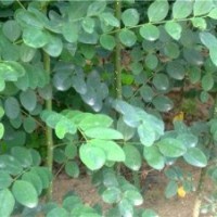 一年生國(guó)槐小苗價(jià)格 速生國(guó)槐小苗價(jià)格