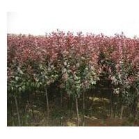 專供山西：紅葉李，紫葉李，紫葉矮櫻