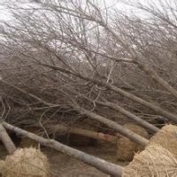 供應(yīng)白蠟、速生柳
