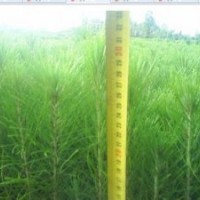 白皮松容器；20-30公分【容器】