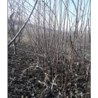 沈陽(yáng)供應(yīng)二年生大山丁子苗