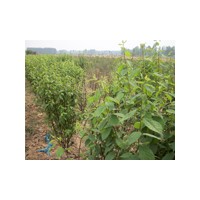 山東臻樟園林供應(yīng)信息/臻樟園林的苗木基地