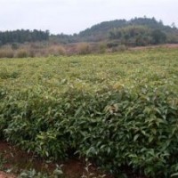 江西香樟，江西青楓小苗，江西造林苗，綠化苗價格