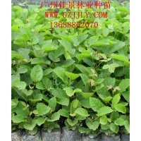 黃花風(fēng)鈴木種苗、營(yíng)養(yǎng)苗黃花風(fēng)鈴木種子大量供應(yīng)量大從優(yōu)