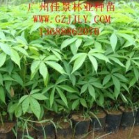 美麗異木棉批發(fā)商供應(yīng)優(yōu)質(zhì)美麗異木棉營(yíng)養(yǎng)苗、種子量大從優(yōu)