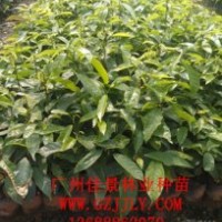 假蘋婆種苗假蘋婆小袋苗廣州佳景林業(yè)種苗苗場最有實力
