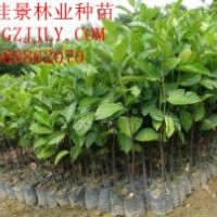 菠蘿蜜營養(yǎng)苗供應(yīng)商供應(yīng)菠蘿蜜種苗菠蘿蜜小袋苗