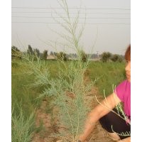 檉柳容器苗