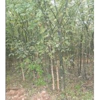 山西國槐苗國槐基地