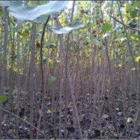 長期大量供應(yīng)速生楊樹苗、小苗、大苗1-5.5米高（可帶根或帶土球