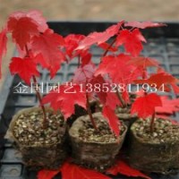 艷麗奪目的彩色樹種紅楓苗1米高紅楓苗大量出售
