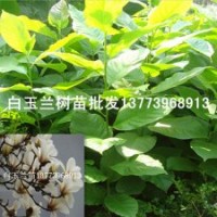 江蘇白玉蘭樹苗價格咨詢木蘭花苗白玉蘭小苗