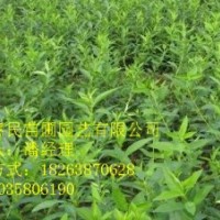 供應山東泰安連翹 1-3年苗 自家種植