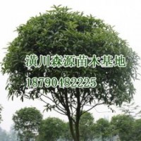 河南2公分四季桂|河南2公分四季桂價(jià)格