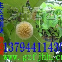 團(tuán)花樹苗 黃梁木苗 奇跡樹苗