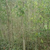 山東平邑縣低價(jià)處理自家種植杜仲、百日紅、山楂苗