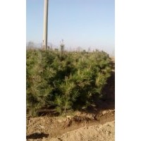 供2米以上油松 白皮松 7-9欒樹13835906683
