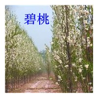 日本照手龍柱