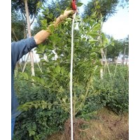 瀘州興隆園林公司供應(yīng)優(yōu)質(zhì)苗——毛葉丁香，成都毛葉丁香