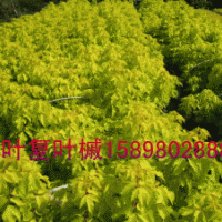 金葉復(fù)葉槭小苗