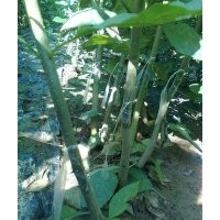 售:速生國(guó)槐小苗、速生白蠟小苗 量大苗優(yōu)