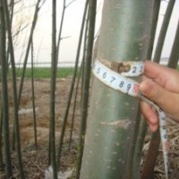 急售美國竹柳2-3公分15244207629