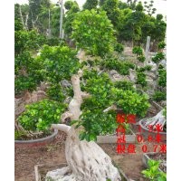 漳州小葉榕盆景