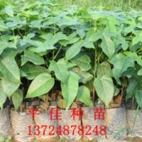 供應(yīng)澳洲火焰木種苗 20~100CM優(yōu)質(zhì)綠化工程苗木歡迎詢價(jià)