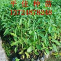 本地木棉樹(shù)苗本地木棉小苗本地木棉種苗本地木棉袋苗
