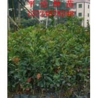 廣州平佳車輪梅種苗 車輪梅營(yíng)養(yǎng)苗 車輪梅袋苗,價(jià)格實(shí)惠