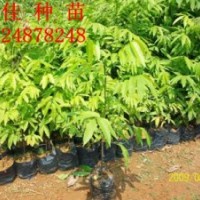 長(zhǎng)期特價(jià)供應(yīng)人面子種苗