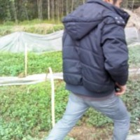 桂花苗、香樟苗、竹柏苗、天竺桂