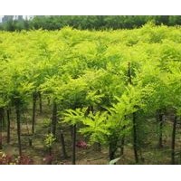 鳴祥園林專供金葉槐，優(yōu)質(zhì)金葉槐，金葉槐基地