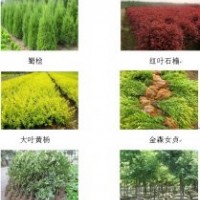 長(zhǎng)期大量出售香樟,紅葉石楠,樸樹