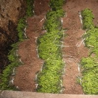 曼地亞紅豆杉2.5年苗