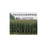 優(yōu)質(zhì)北美海棠芽苗