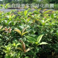 供應(yīng)極品桂花日香桂小苗