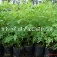 供應(yīng)藍花楹小苗