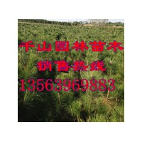 供應(yīng)山西營養(yǎng)缽黑松苗，山西80-120公分黑松樹苗